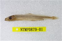 藏品(日本銀帶鯡)的圖片